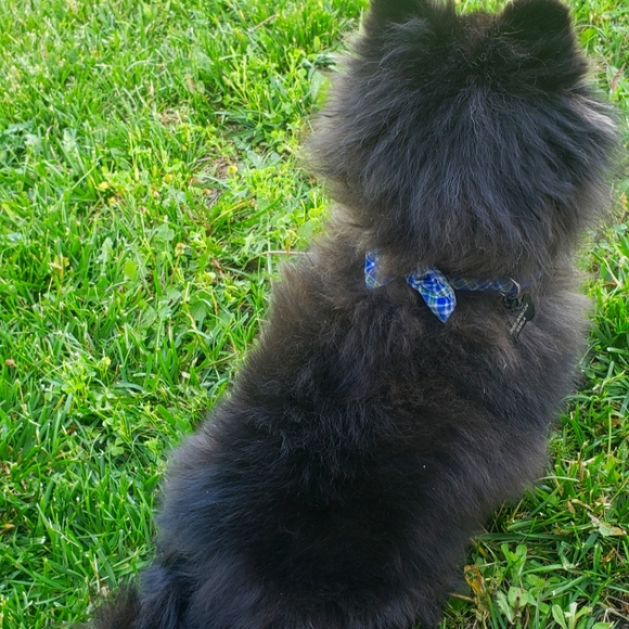 Meet your Posher, Karla - Picture 1 of 1